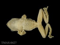 面天樹蛙藏品圖，第7張